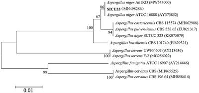 Combined transcriptomic and metabolomic analysis revealed that pH changes affected the expression of carbohydrate and ribosome biogenesis-related genes in Aspergillus niger SICU-33